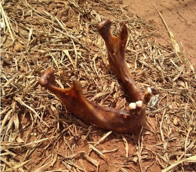 Ossada é encontrada em canavial na zona rural de Ibitinga