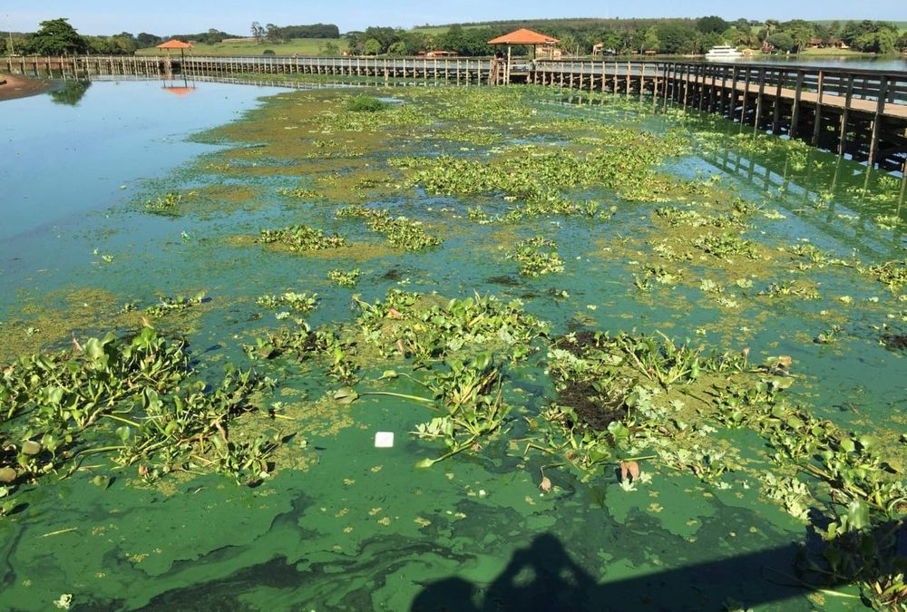 Infestação de caramujos e aguapés espanta turistas de ‘prainha’ de Arealva