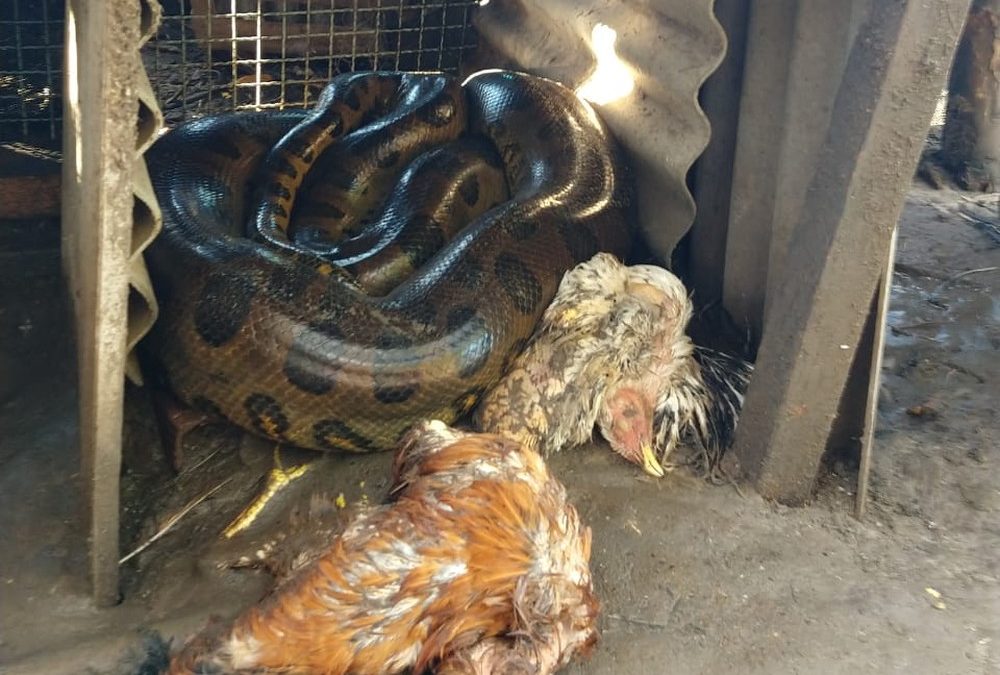 Sucuri invade galinheiro, mata aves e assusta moradores em Iacanga