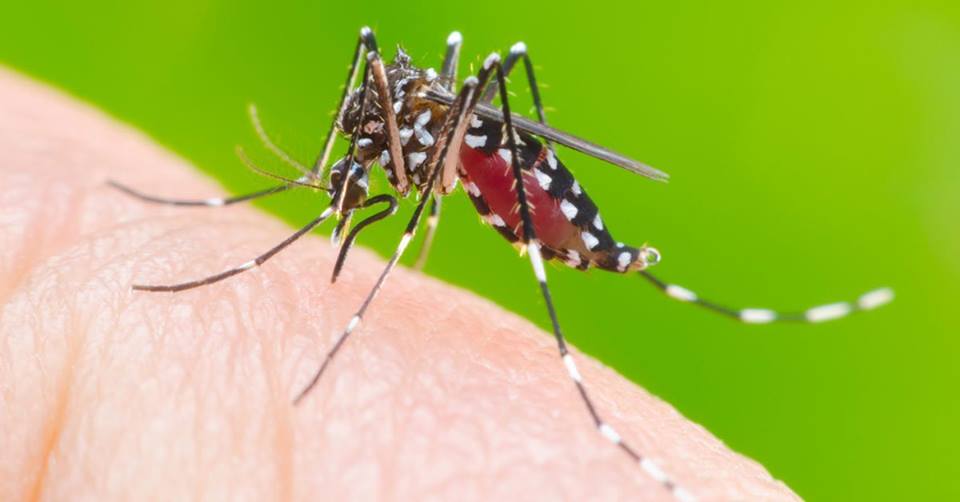 Dengue: Índice Breteau de Bariri é 1,23 e indica situação de alerta