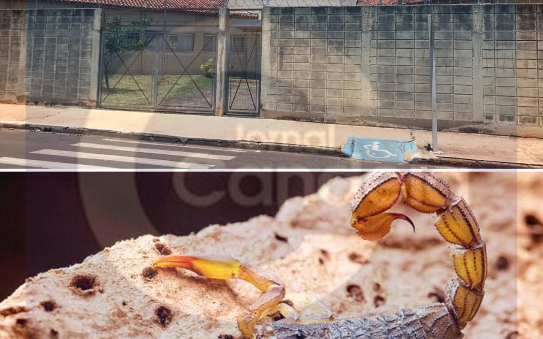 Bariri: Por causa de escorpiões, prefeitura interdita creche