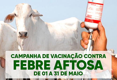 Vacinação contra febre aftosa termina dia 31 de maio