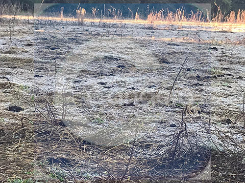 BARIRI: Áreas rurais registram geada após madrugada fria