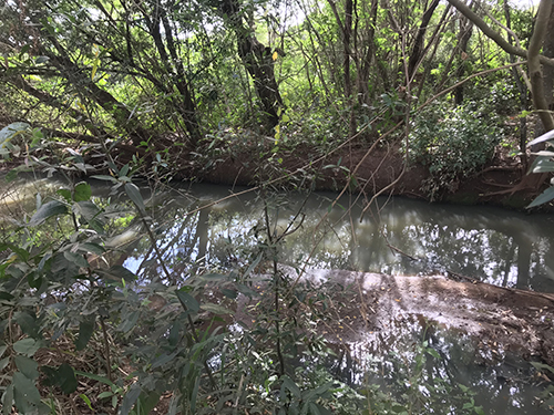 Frequentador denuncia crime ambiental no canal do Rio Tietê