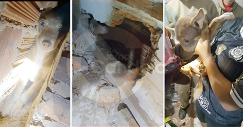 BARIRI: Bombeiros salvam cachorrinho preso em parede