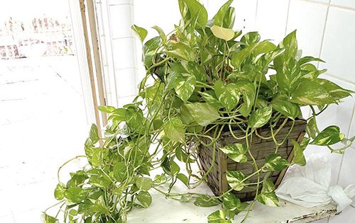 Com ressalvas, TCE aprova contas de 2018 da prefeitura de Bariri