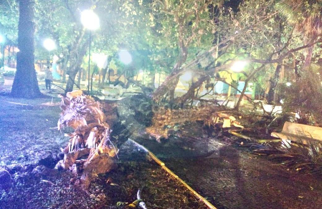 Temporal derruba árvores em Bariri