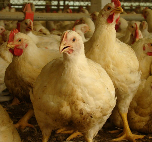 Encontro de avicultura prevê medidas de proteção e segurança