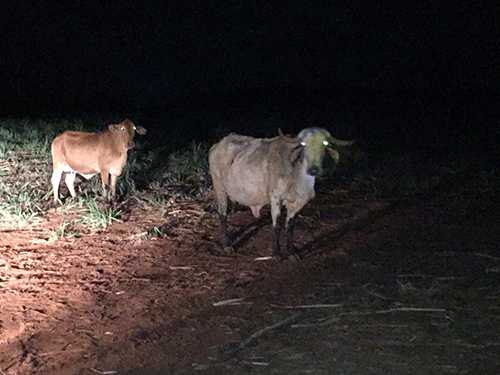 Equipes se mobilizam para conter animais na SP-261