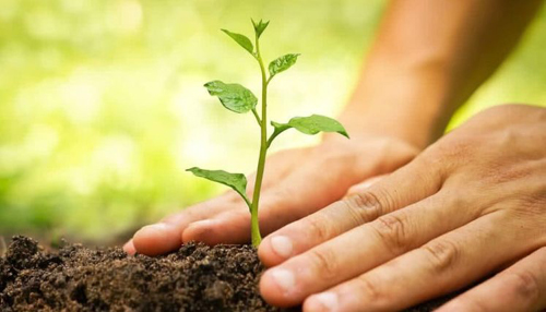 Campanha da CNBB defende plantio de árvores em Finados