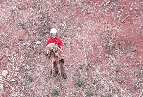 Bombeiros usam rapel para resgatar carneiro