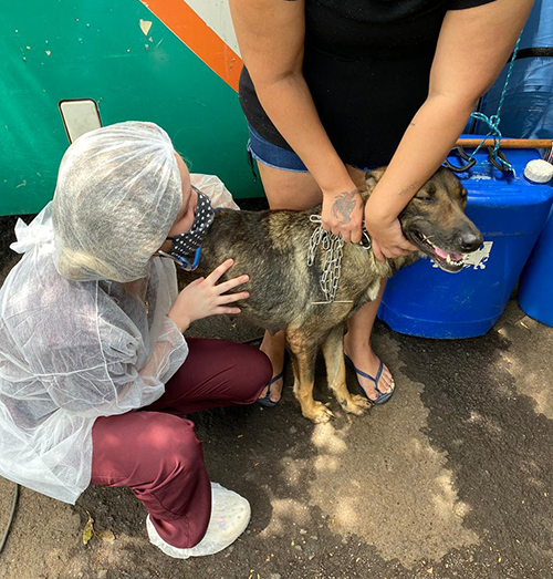 Ação realiza castração gratuita de 165 animais em Bariri