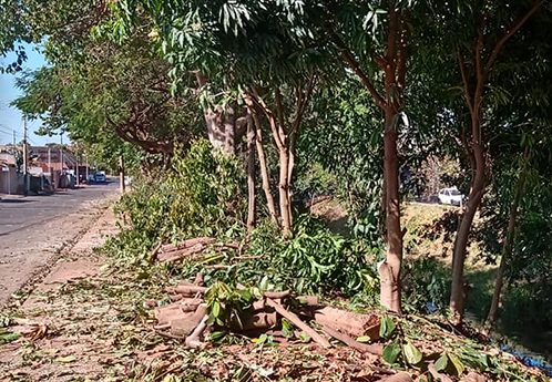 Audiência vai definir se prefeitura faz compensação ambiental após poda