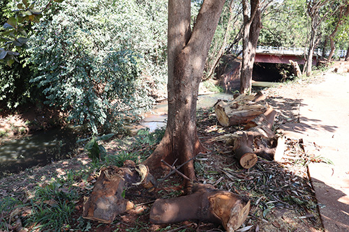 Prefeitura fará plantio de 425 mudas após poda irregular de árvores