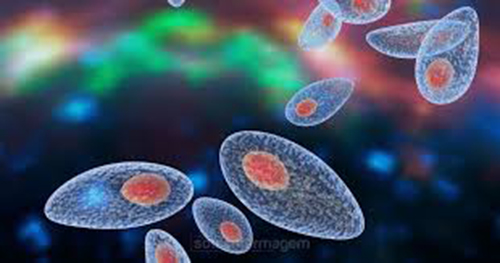 Óbitos crescem 15% e têm disparo de mortes por doenças infecciosas e parasitárias