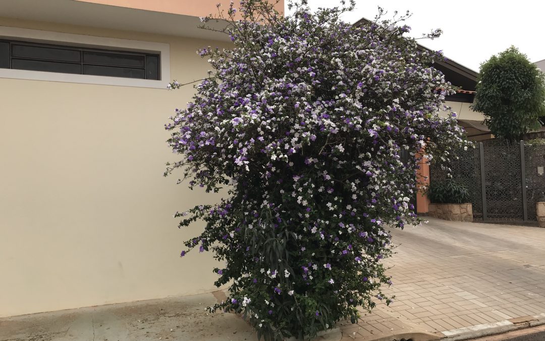 Flor de manacá anuncia chegada da primavera