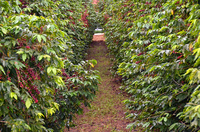 Culturas do café e da laranja têm queda acentuada em Bariri