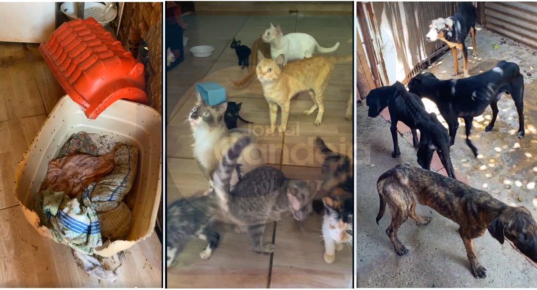 Bariri: Denunciado por maus-tratos contra animais tem prisão preventiva decretada