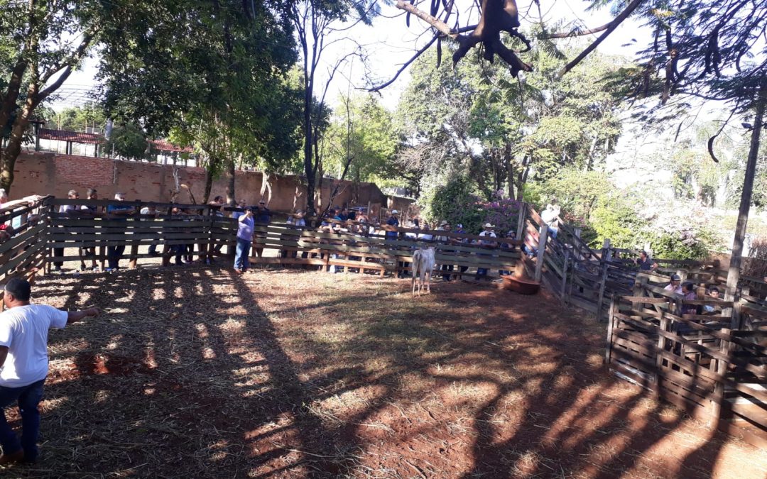 Foram arrematados 58 animais no Leilão de Gado do Lar Vicentino