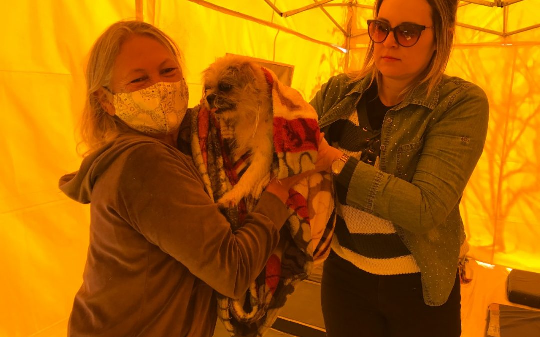 Ação de castração atende mais de 160 animais