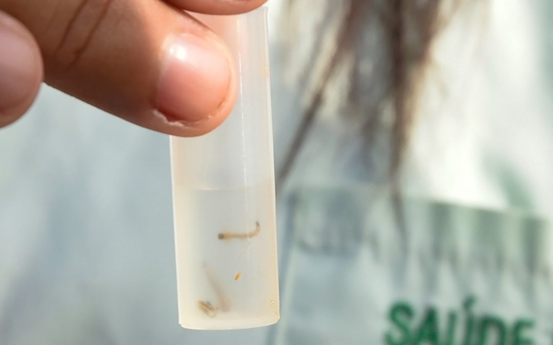 Aedes: Densidade larvária aponta estado de atenção em Bariri