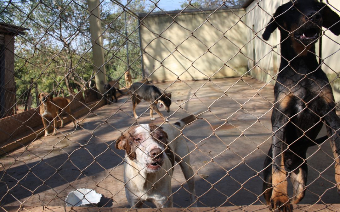Prefeitura assume compromissos com MP na proteção de animais