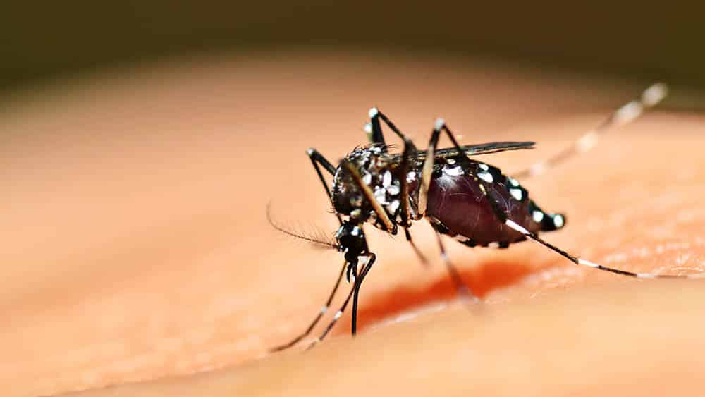 Bariri registra 42 casos de dengue no ano