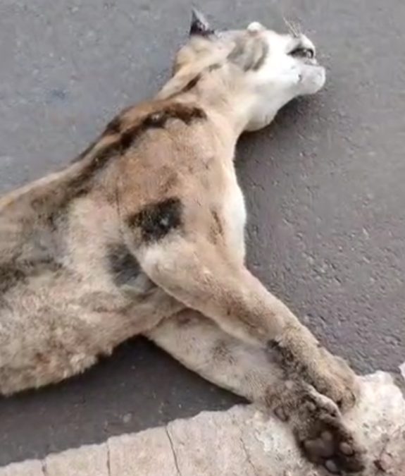 Bariri: Onça ataca cão, é atropelada e morre