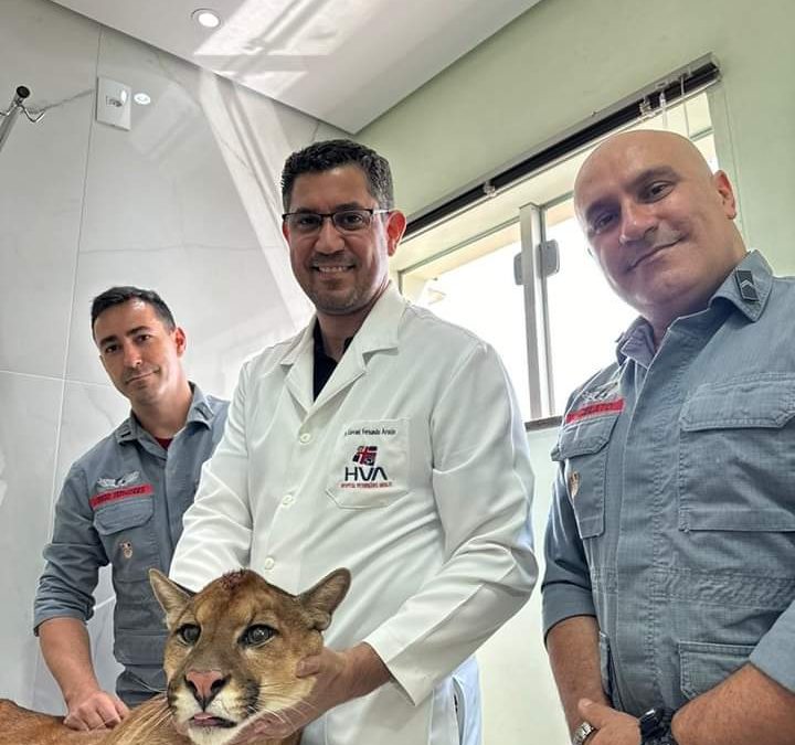 Onça é resgatada em porta de residência de Jaú