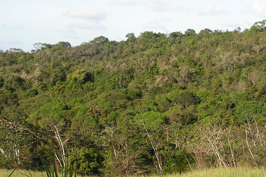 Bariri tem 7,3% de cobertura vegetal nativa, Boraceia 7,9% e Itaju 10,9%