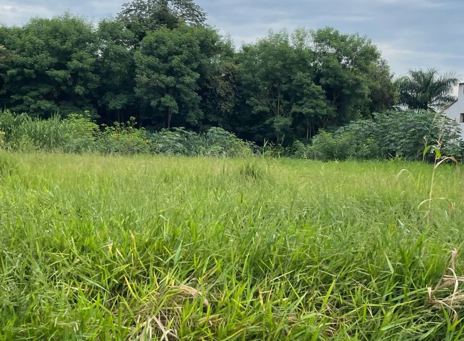 Cidade: Fiscalização autua 381 terrenos sujos em 12 dias