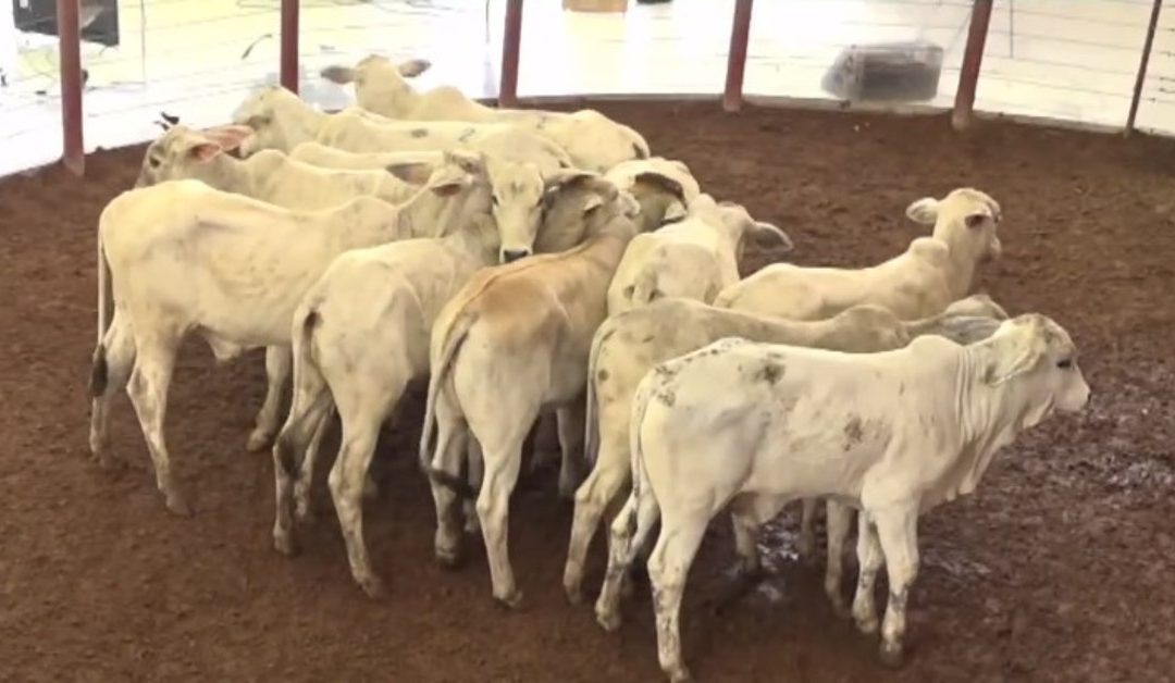 Cidade: Neste domingo tem leilão de gado do Lar Vicentino