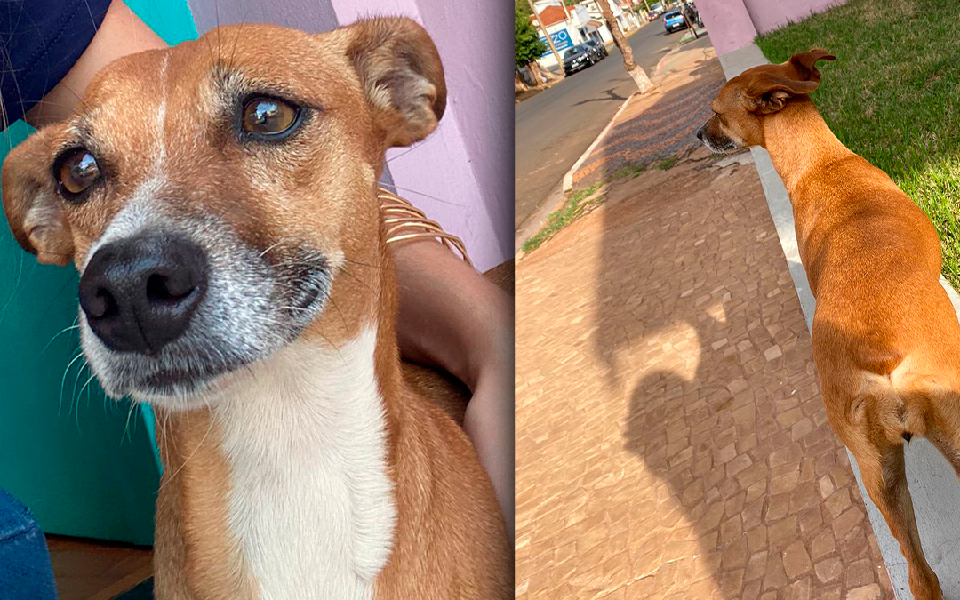 Cidade: Cachorra morre atropelada na Rua 7 de Setembro; moradores reclamam de excesso de velocidade no local