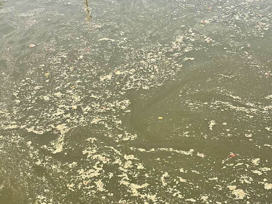 Cidade: Frequentadores reclamam de água do Lago Municipal