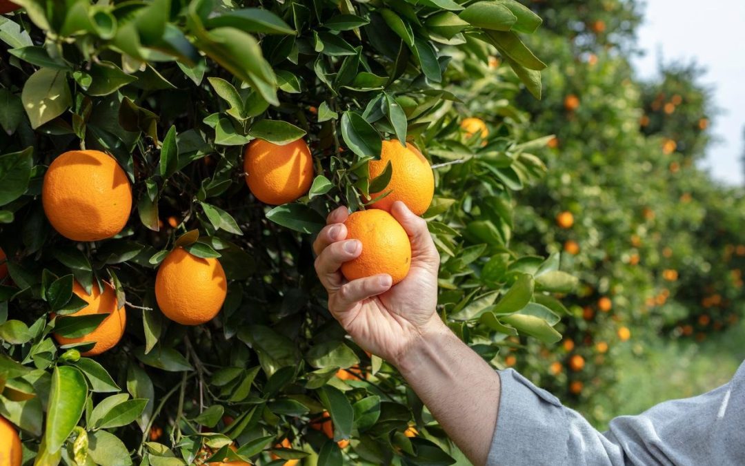 Policial: Homem é detido por furto de laranja