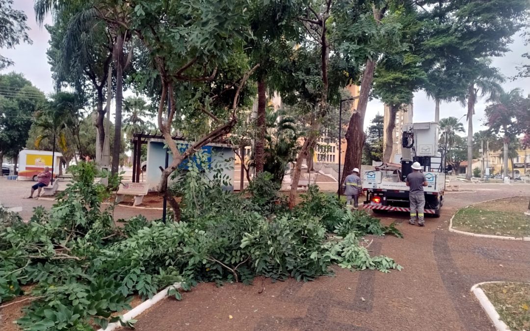 Cidade: Praça da Matriz recebe poda de árvores