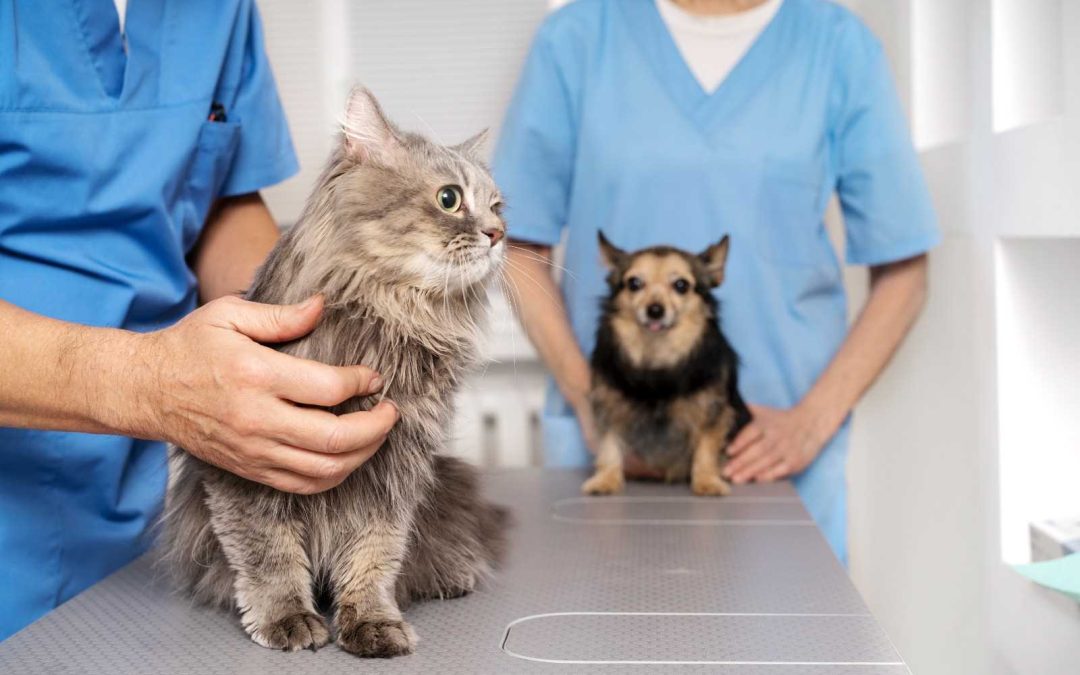 Saúde: Prefeitura irá contratar empresa para castrar animais