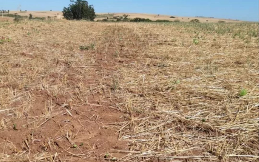 Cidade: Bariri registra pouca chuva em julho e em agosto