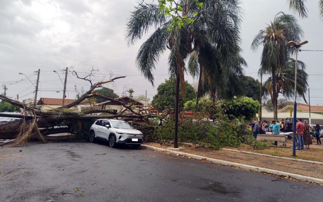 Cidade: Ventania derruba árvores em Bariri; duas estudantes são atingidas
