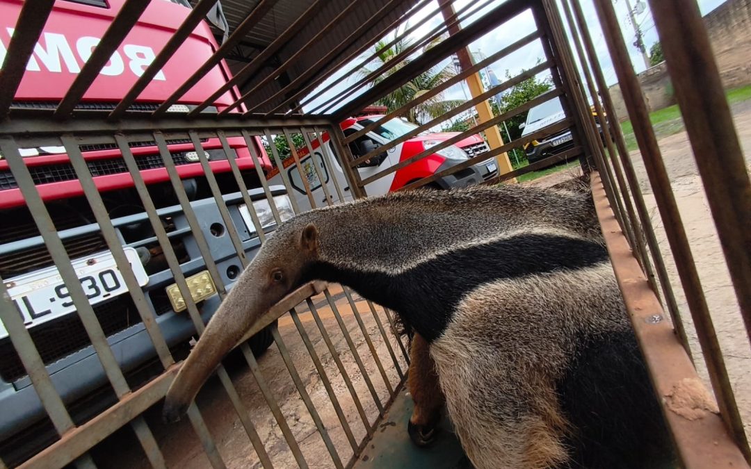 Bombeiros capturam tamanduá em Bariri
