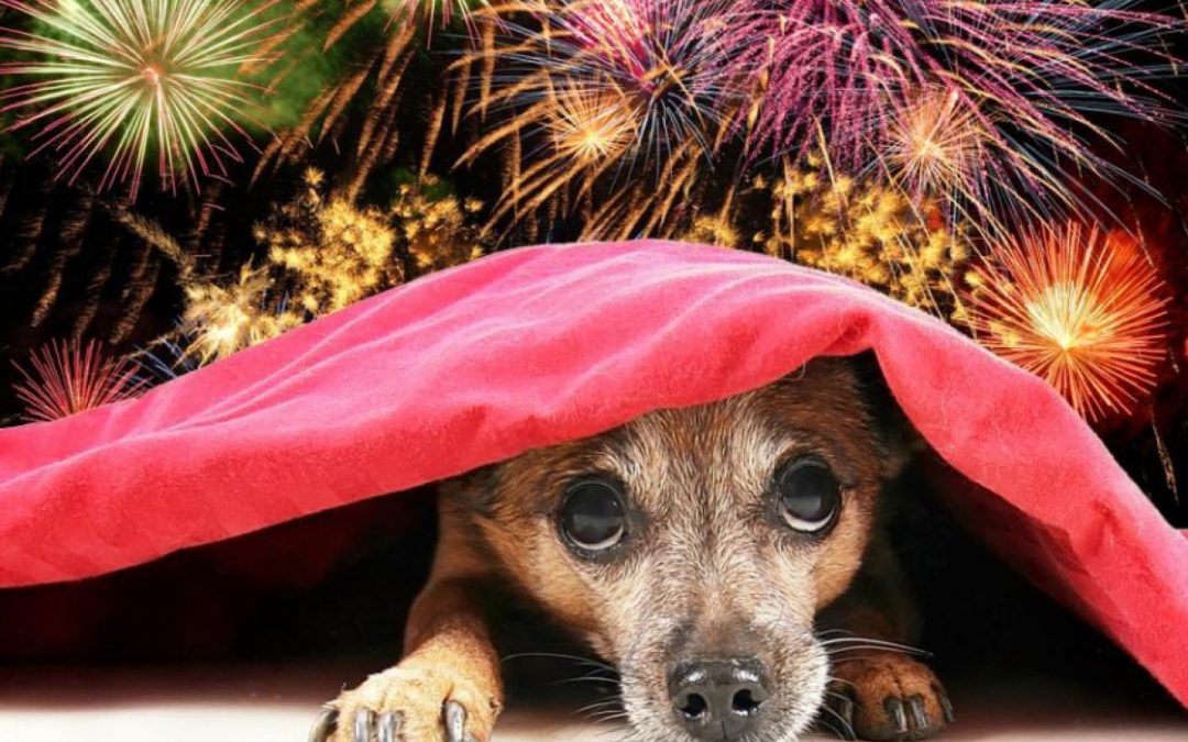 Cidade: Fogos, estresse e riscos invisíveis para cães e gatos