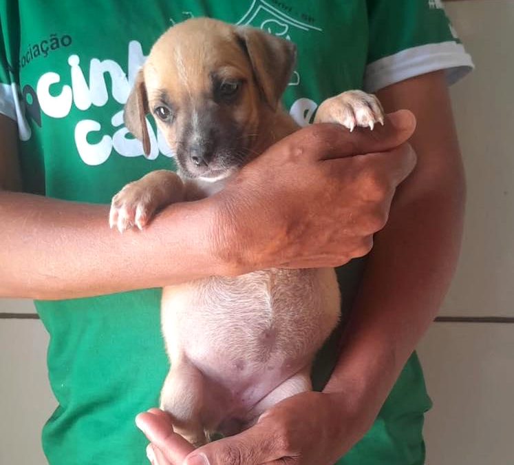 Cidade: Focinho Carente suspende novos resgates em Bariri