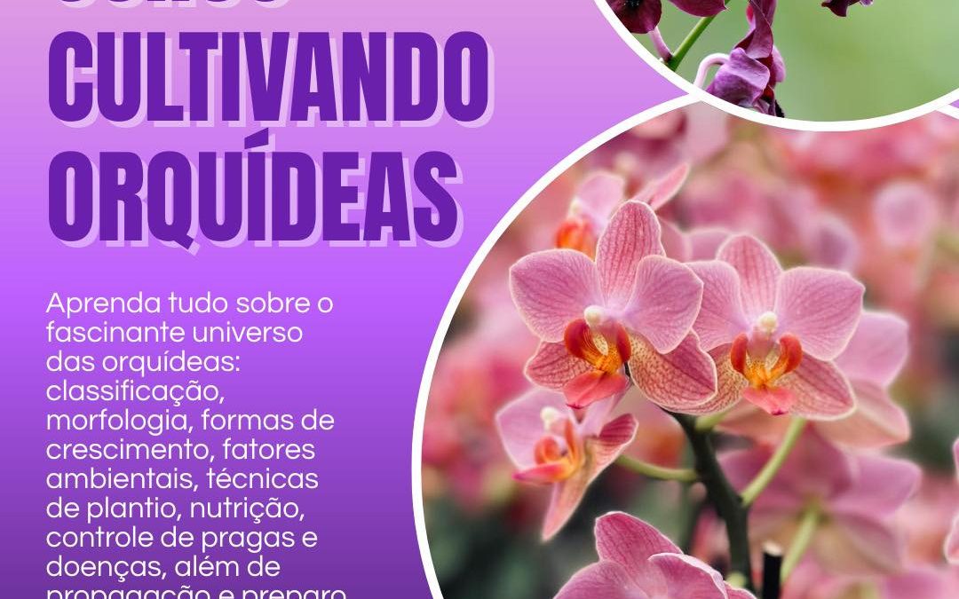Cidade: Abertas inscrições para curso de cultivo de orquídeas