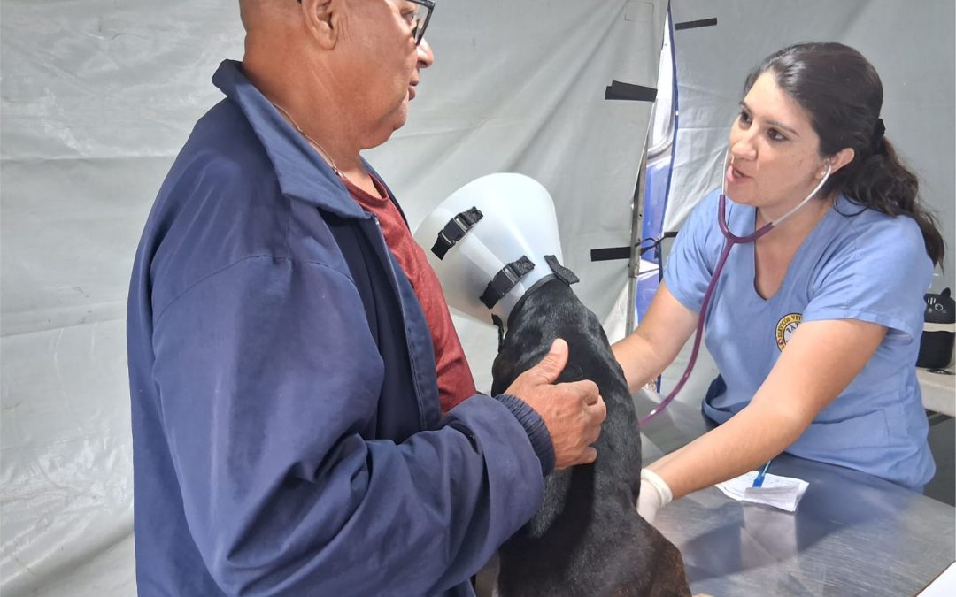 Cidade: Prefeitura vai contratar clínica para exames e cirurgias em cães e gatos
