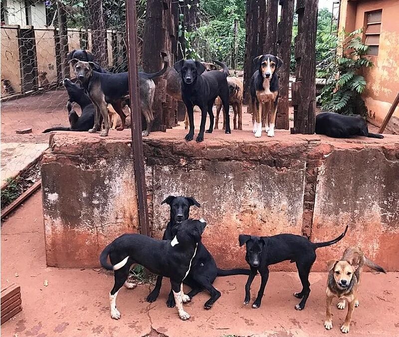 Cidade: Prefeitura, MP e voluntários buscam consolidar avanços da causa animal