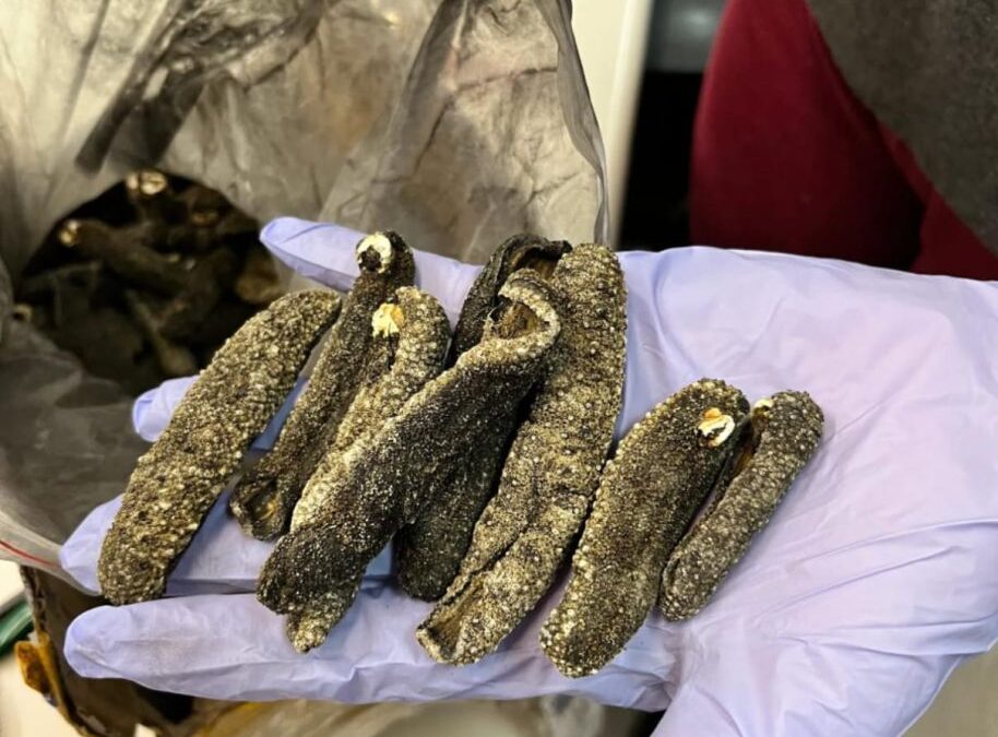 Cultura: Cientista baririense participa de pesquisa que identifica espécies marinhas traficadas